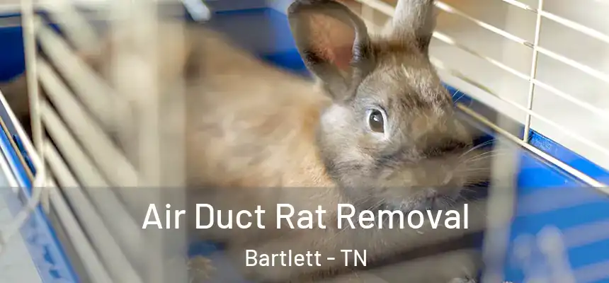 Air Duct Rat Removal Bartlett - TN